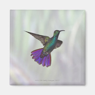 Íman Colibri Verde-breasted Anthracocorax da manga
