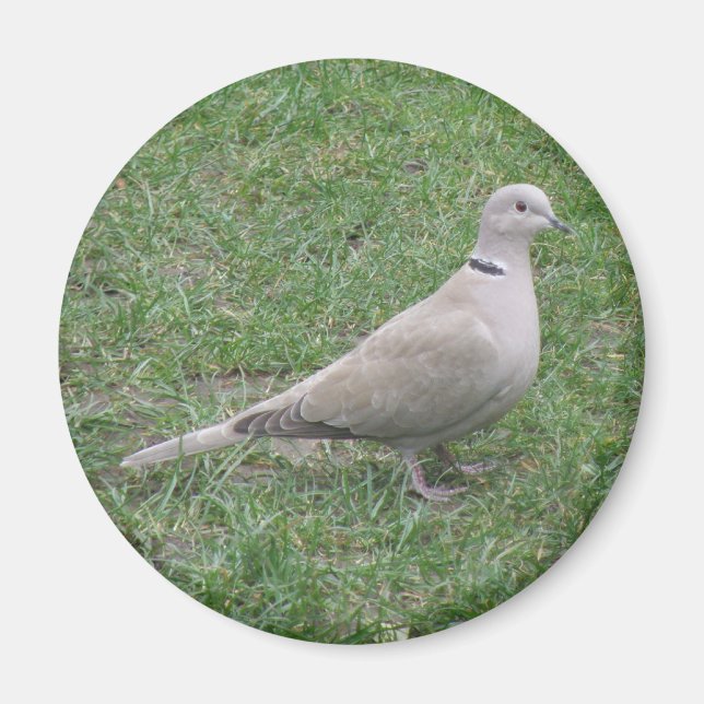 Íman Collared Dove Magnet (Frente)
