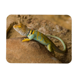 Íman Collared Lizard