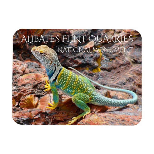 Íman Collared Lizard, Alibates Flint Quarries, Texas (Horizontal)