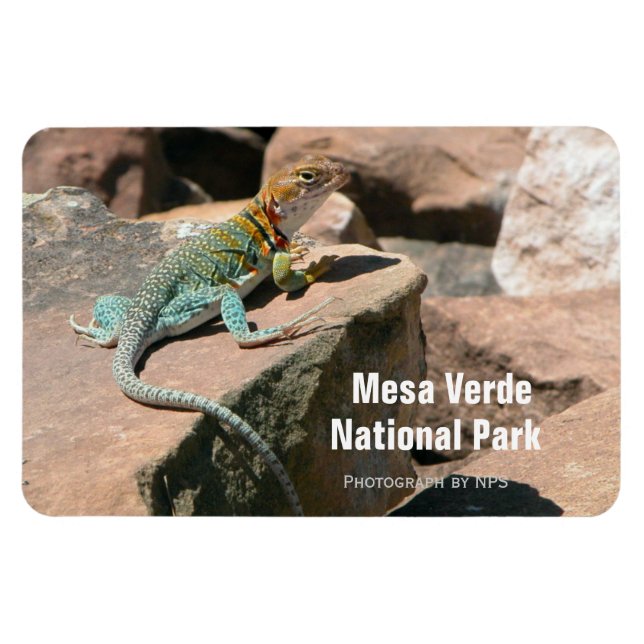 Íman Collared Lizard, Mesa Verde Magnet (Horizontal)