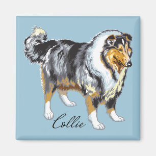 Íman collie