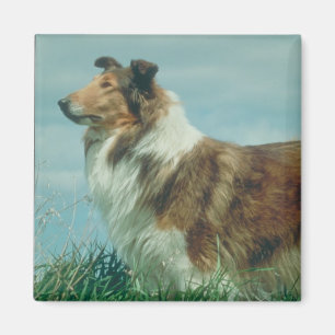 Íman Collie