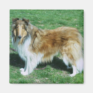 Íman Collie áspero do Sable