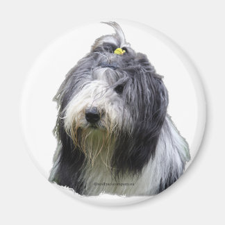 Íman collie barbudo