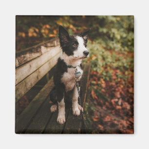 Íman Collie Black and White Border no Park Bench