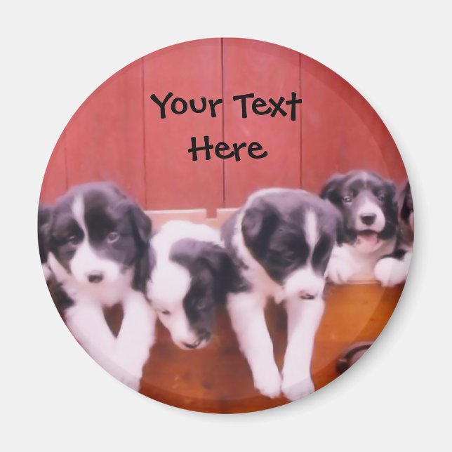 Íman Collie De Borda Cuppies Na Gaveta De Gaveta (Frente)