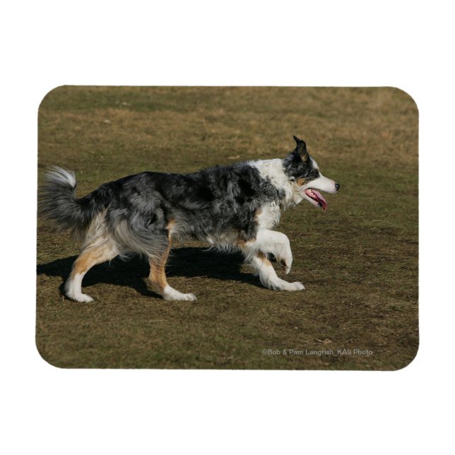 Íman Collie de Borda Executando 1 (Horizontal)