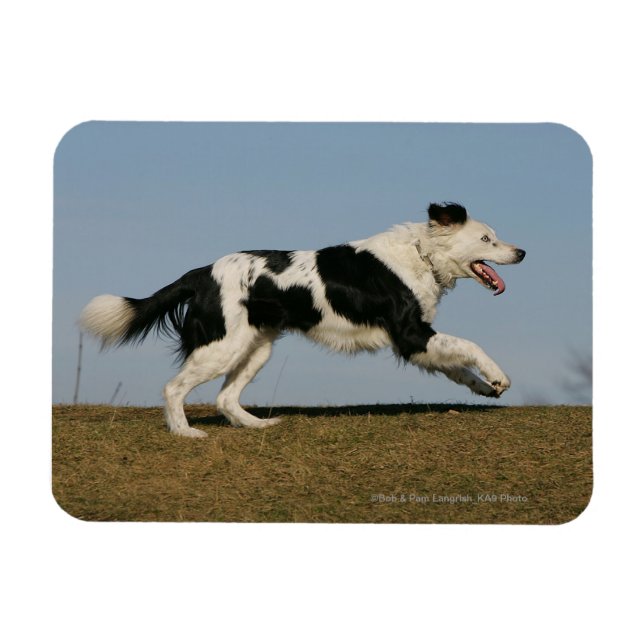 Íman Collie de Borda Executando 2 (Horizontal)