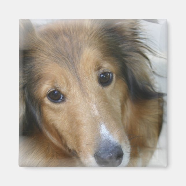Íman Collie Dog Square Magnet (Frente)