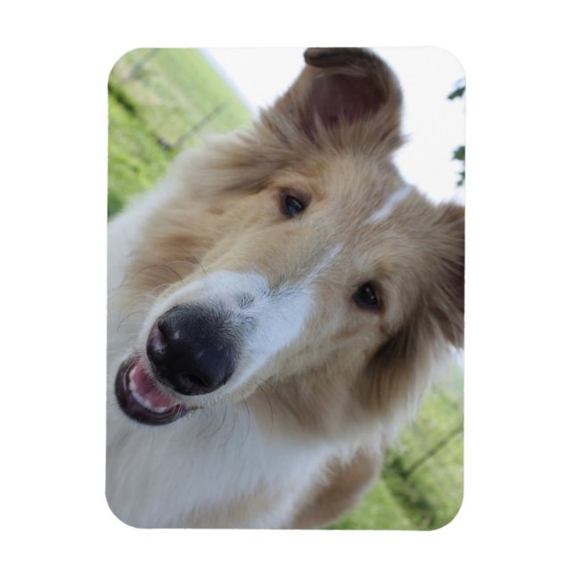 Íman Collie Magnet (Vertical)