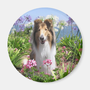 Íman Collie no ímã das flores