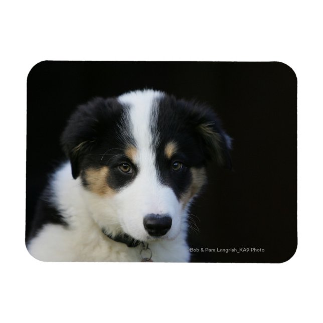 Íman Collie Puppy, 12 Semanas (Horizontal)