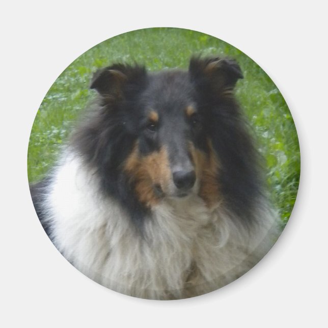 Íman Collie -Tri-Magnet (Frente)