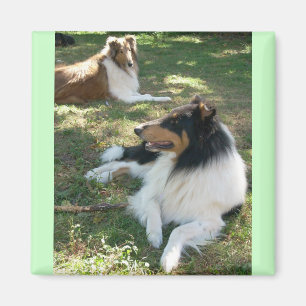 Íman Collies ásperos