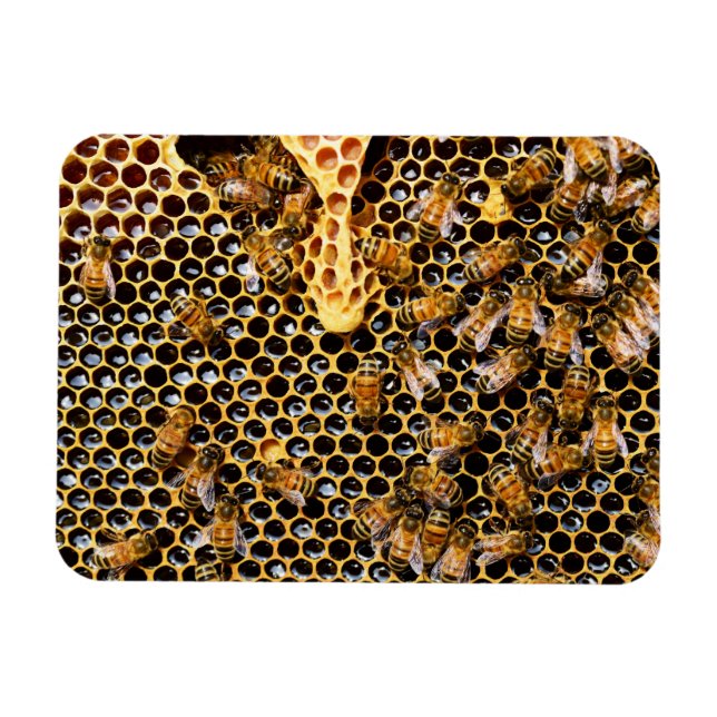 Íman Colmeia de Abelhas com Colo de Honeycomb Próximo (Horizontal)