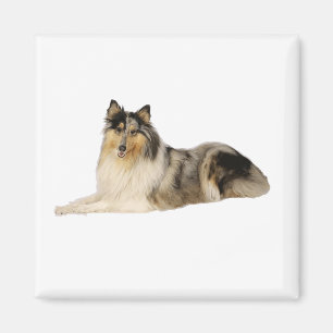 Íman colocação áspera do collie do merle azul