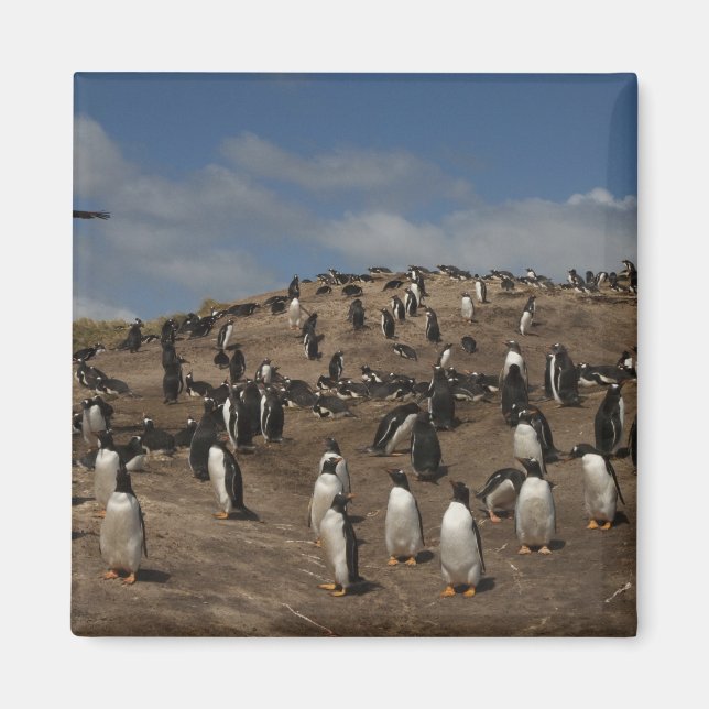 Íman Colônia de Pinguim Gentoo (Pygoscelis papua) no oe (Frente)