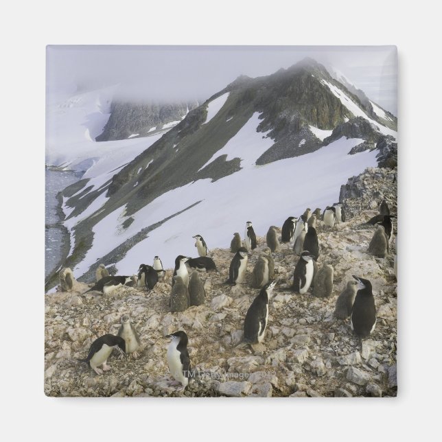 Íman Colônia de pinguins Chinstrap (Frente)