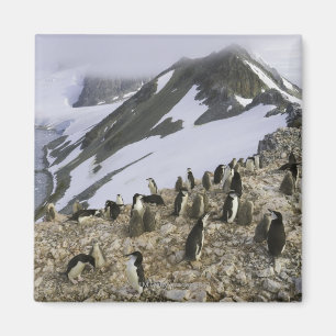 Íman Colônia de pinguins de Chinstrap