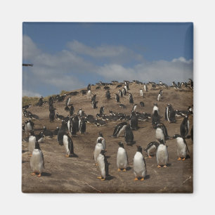 Íman Colônia Gentoo Penguin (Pygoscelis papua) no Oeste