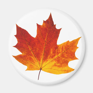 Íman Colorful maple leaf
