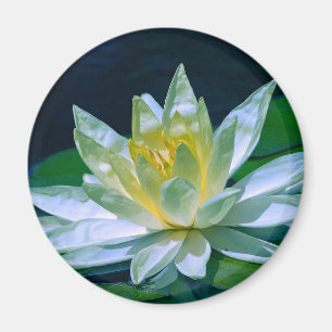 Íman Colorida Lotus