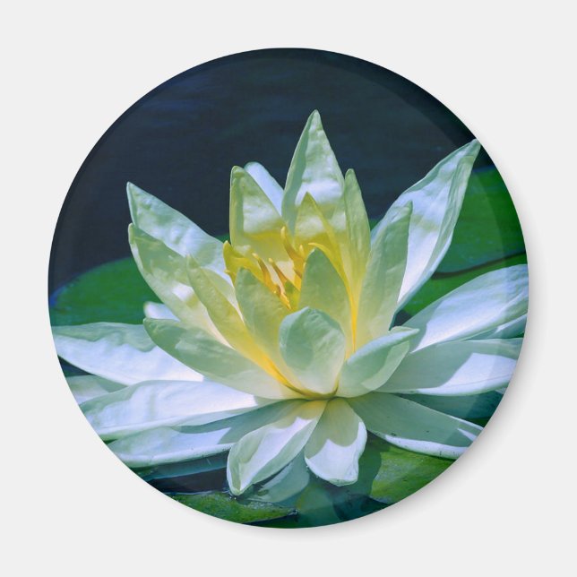 Íman Colorida Lotus (Frente)