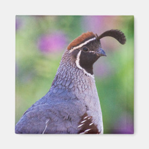 Íman Colorida Quail
