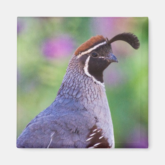 Íman Colorida Quail (Frente)
