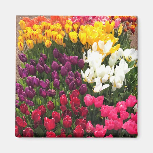 Íman Colorida Tulip Garden Bed, Oregon (Frente)