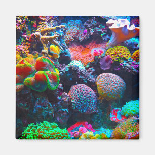 Íman colorido do oceano