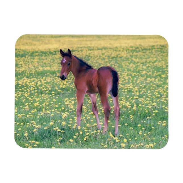 Íman Colt no Campo de Dandelion (Horizontal)