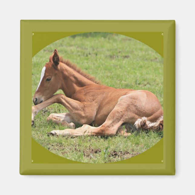 Íman Colt recém-nascido (Frente)