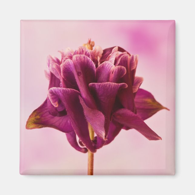 Íman Columbina Rosa Burgundy (Frente)