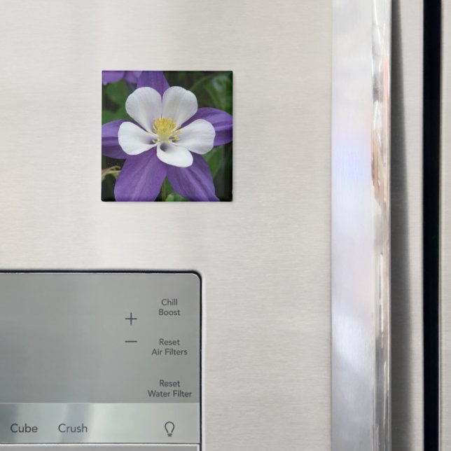 Íman Columbine Roxo e Flor Branca (In Situ (Fridge))