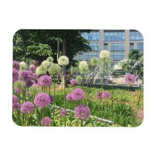 Íman Columbus Circle NYC Allium Flowers Foto