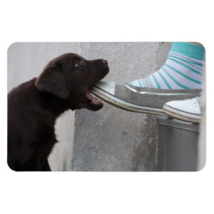 Íman Coma Meu Calçado! Labrador