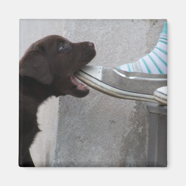 Íman Coma O Meu Calçado! Labrador Puppy (Frente)