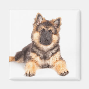 Íman Combinação de German shepherd de Collie de Borda