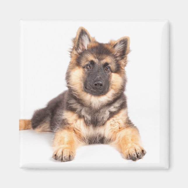 Íman Combinação de German shepherd de Collie de Borda (Frente)