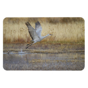 Íman Come fly with me Sandhill Crane Magnet