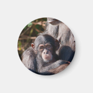 Íman Começos Suaves – Amor de Chimpanzé