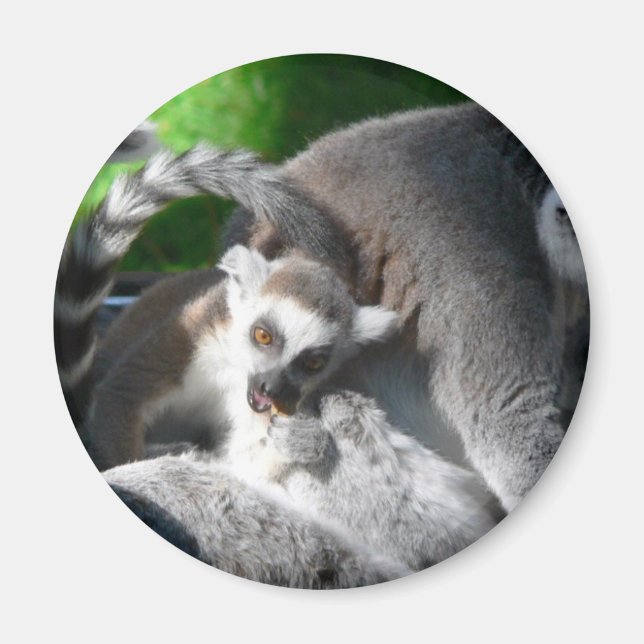 Íman Comendo Lemurs (Frente)