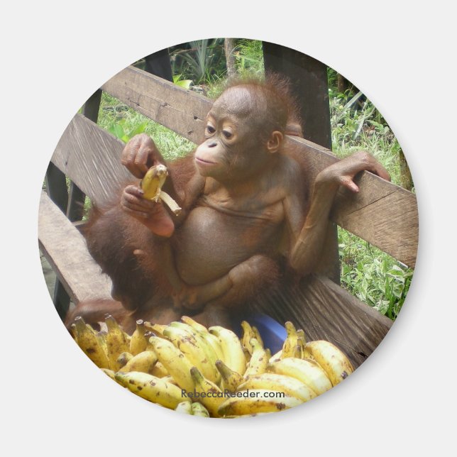 Íman Comida de bebê animal (Frente)