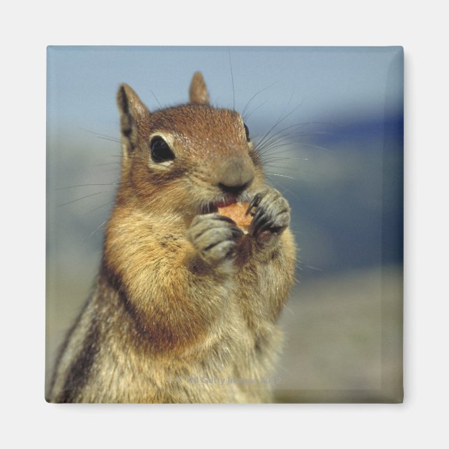 Íman Comida de esquilo (Frente)