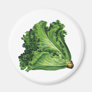 Íman Comidas Vintage, Alface Verde Folha de Produtos Ho