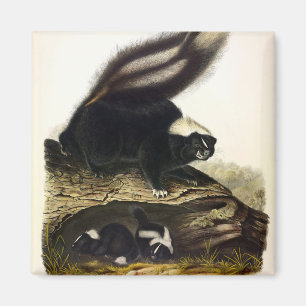 Íman Common American Skunk, Striped Skunk, de Audubon F