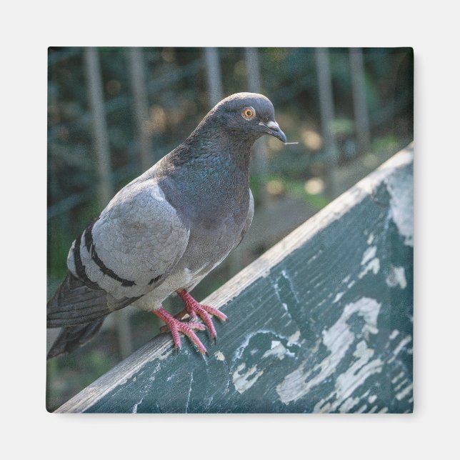 Íman Common Pigeon Perched on a Wooden Bench in the Par (Frente)