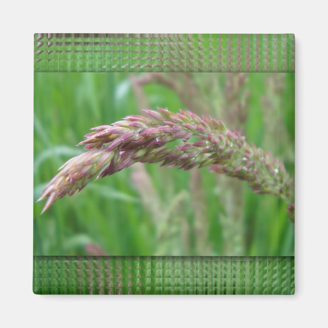 Íman Como a grama cresce o ímã (Frente)